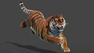 Animated Siberian Tiger 3D Model for VFX & CGI | PROmax3D