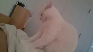 How my cats wake me up