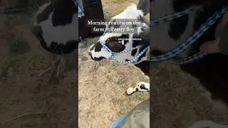 Farm Routine featuring baby cow🐮