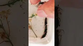 ЩИПАВКИ, ВУХОВЕРТКИ, КИЇВ, УКРАЇНА. Are common earwigs pests or not Forficula auricularia Dermaptera