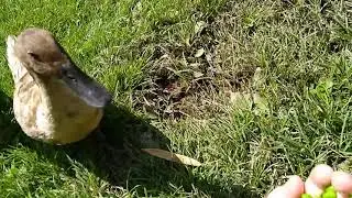 hand feeding the ducks peas