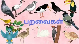 பறவைகள் பெயர்கள் | Learn birds Names in Tamil |