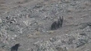 Discovering the Majesty of the Himalayan Brown Bear