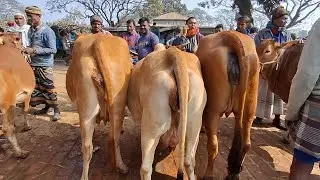 উত্তরবঙ্গের বিখ্যাত গরুর হাট থেকে সুন্দর সুন্দর গাভীন গরুর বাজার দেখুন আজকের ভিডিওতে ২০২৬ | cow milk