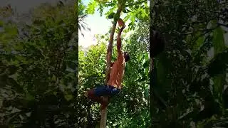 picking papaya fruit #viralvideo