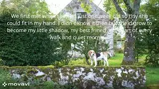 Beagle in the garden, simple country life and nature views in Scotland. #dog #countrylife #nature