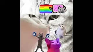 #shorts #subscribe #cats # #bellacat #subscribe с каждой фоткой мемных котов становиться больше!