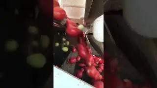 tri tomate