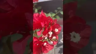 പൂക്കാലം വന്നു പൂക്കാലം #gardwning#homegardening#talesofpoonthottam#keralagarden#gardeningtips#new