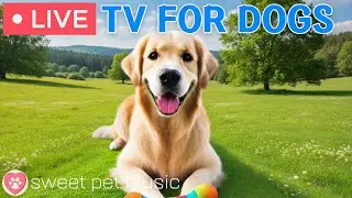🔴24 Hours of Dog TV🎵🐶Calming Music for Dogs with Anxiety🐾🩷Dog Stress Relief & Deep Relaxation Music