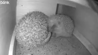Hoglet number 2 Arrives and Mum pops in