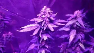 Chocolate Haze;  Led 450watt // Week 10 Bloom