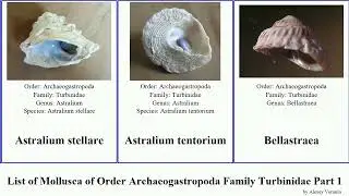 List of Mollusca of Order Archaeogastropoda Family Turbinidae Part 1 bolma astralium cyclostrema