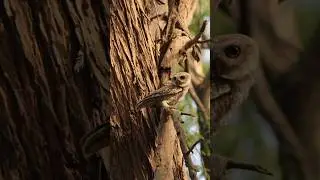 owls photography #owl #photography #photooftheday #travelblog #viral #forest #jungle #nature #owls