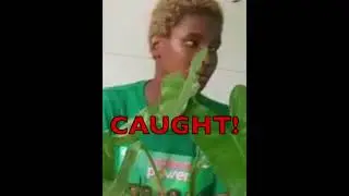 Grenada elections 2018