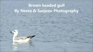 brown headed gull