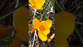 Brilliant Golden-yellow Crocus blooms!🌷🌸 #gold #bulbs #flowers #sunshine #spring #beauty