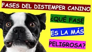 Fases del Moquillo o Distemper Canino &Uacute;ltimos Tratamientos 2022
