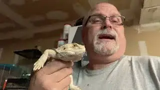 Another bearded dragon rescue with mbd. Metabolic bone disease