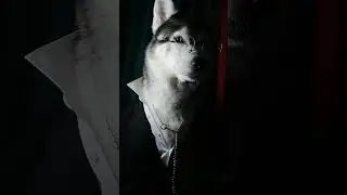 Animals when they're young vs When they grow up