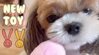 Cute Shih Tzu Dog Coco playing with her rabbit squeaky toy 🐶💗🐰💙🐾 #shorts