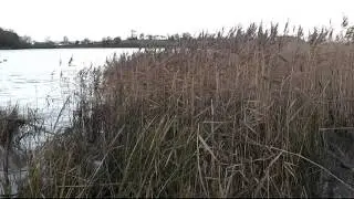 collection of wildfowling clips