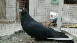 تقليب الأسود غزار وتقليب العنبري الأسمر مع #حمادة ادم #ابوروضه#