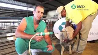 Sheep Drenching Technique