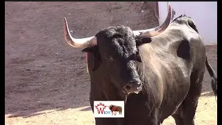 QUE PEDAZO DE TORO EN ALMONACID DEL MARQUESADO