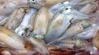 Amazing Giant Squid Cutting and process - Workers Fastest Skills #02