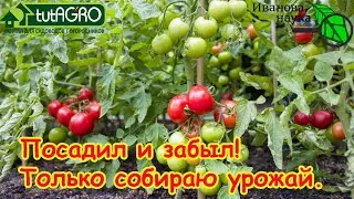 ТОМАТЫ ОТКРЫТОГО ГРУНТА БЕЗ УХОДА от А до Я. Полное руководство по выращиванию томатов 
