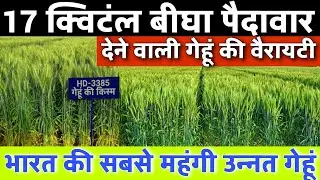 Gehun ki best variety🌾Gehun ki variety🔥HD 3385✅गेहूं की बेस्ट वैरायटी | गेहूं की खेती🌱Wheat Variety