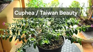 Cuphea / Taiwan beauty | How to prune | Bonsai Pruning | Accent Plant | Flowering Bonsai