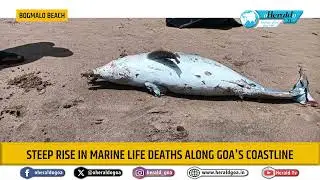 Steep rise in marine life deaths along Goa's coastline