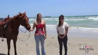 Horses on the Beach Corpus Christi