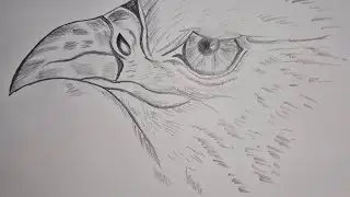 DRAWING an AMAZING Eagle Sketch 🦅