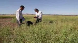 GCTV12: Blackleg Screening
