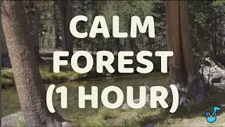 Forest Calm 🌲 1 Hour of Gentle Nature + Soft Music | ASD Classroom Regulation & Sensory Support