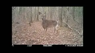 Rhode Island wildlife (trail camera)