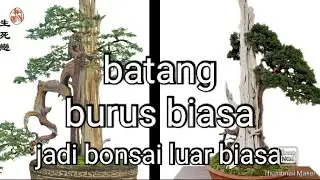 inspirasi bonsai,batang burus jadi bonsai luar biasa
