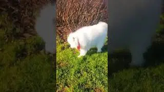 Samoyeds are majestic creatures 😍 ✨️ #enzo_thesamoyed #samoyed #dogs #dogsoftiktok #fluffydog