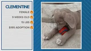 How about adopting Clementine as your Pawfect match?