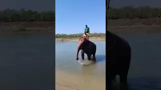 Naughty Elephant Spraying Water 🥰 #shorts #elephant #youtubeshorts