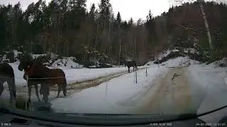 Ropte p&aring; hestene for &aring; gi dem gulrot.