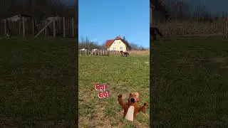 Run, Vill&aacute;m!!! #best #horse #running #shorts #tranding #animals #funny