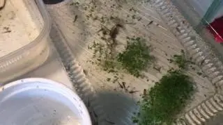 Northwestern salamander larvae setup
