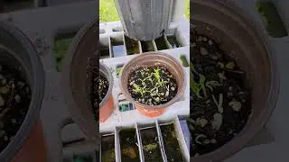 tomatoes and peppers for fall #florida #garden #zone10 #plants #veggies #growyourownfood #harvest