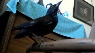 Fledgling Grackle talking