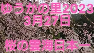 徳島 『ゆうかの里』しだれ桜 3月27日 花見やぐらから観る「桜の雲海」日本一！！
