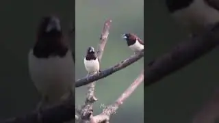 Mesmerizing Striated Finch Courtship Dance | Enchanting Avian Ballet!
